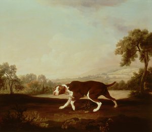 Spaanse Pointer